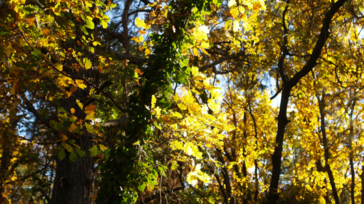 bany-de-bosc-terapeutic-transalquimia-shinrin-yoku-9.jpg